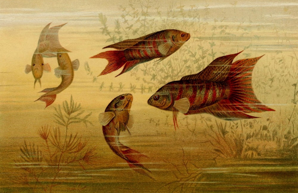 Armstrong Lith Riverside Natural History 1888 Paradise Fish Canvas Art - (18 x 24)