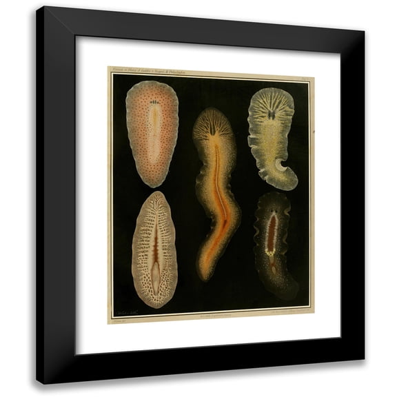 Arnold Lang 12x14 Black Modern Framed Museum Art Print Titled - The Polycades of the Gulf of Naples and the Adjacent Sea Sections Pl4 (1884)