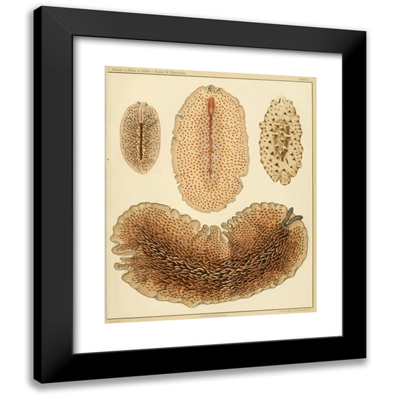 Arnold Lang 12x14 Black Modern Framed Museum Art Print Titled - The Polycades of the Gulf of Naples and the Adjacent Sea Sections Pl6 (1884)