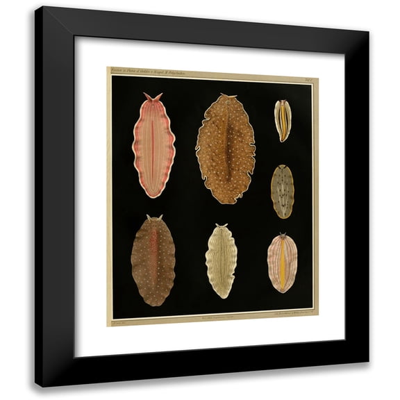 Arnold Lang 12x14 Black Modern Framed Museum Art Print Titled - The Polycades of the Gulf of Naples and the Adjacent Sea Sections Pl7 (1884)