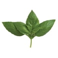 thumbnail image 1 of Aroma 2 Genovese Sweet Basil Herb - 3" Pot, 1 of 1