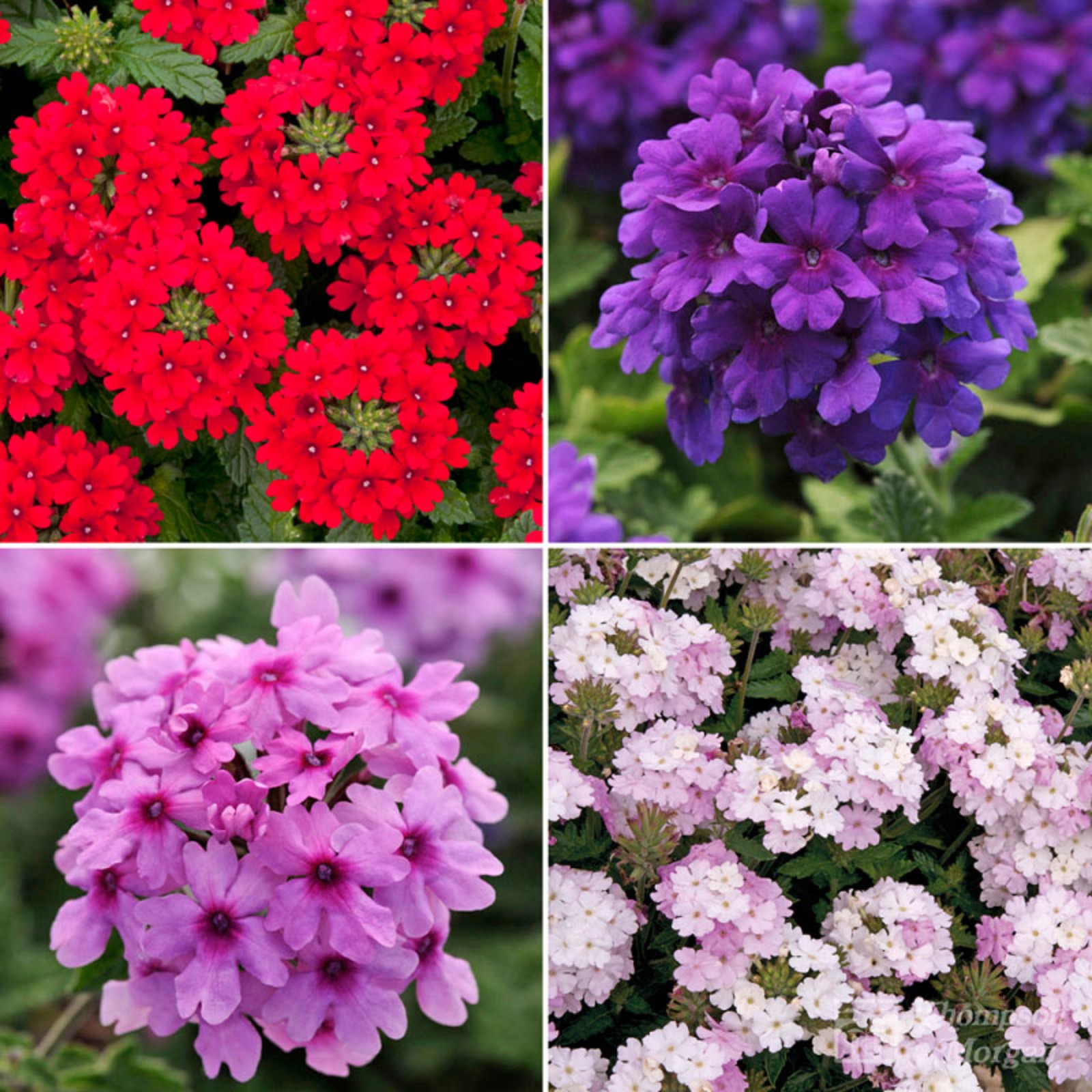Aromatic Smell Garden Phlox BulbsPhlox For Patios and Balconies