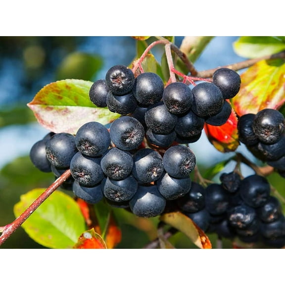 Aronia Berry Bush (Choke Cherry) Seedlings for Planting - Live Chokecherry Plants (2 Seedlings) - No Ship to California