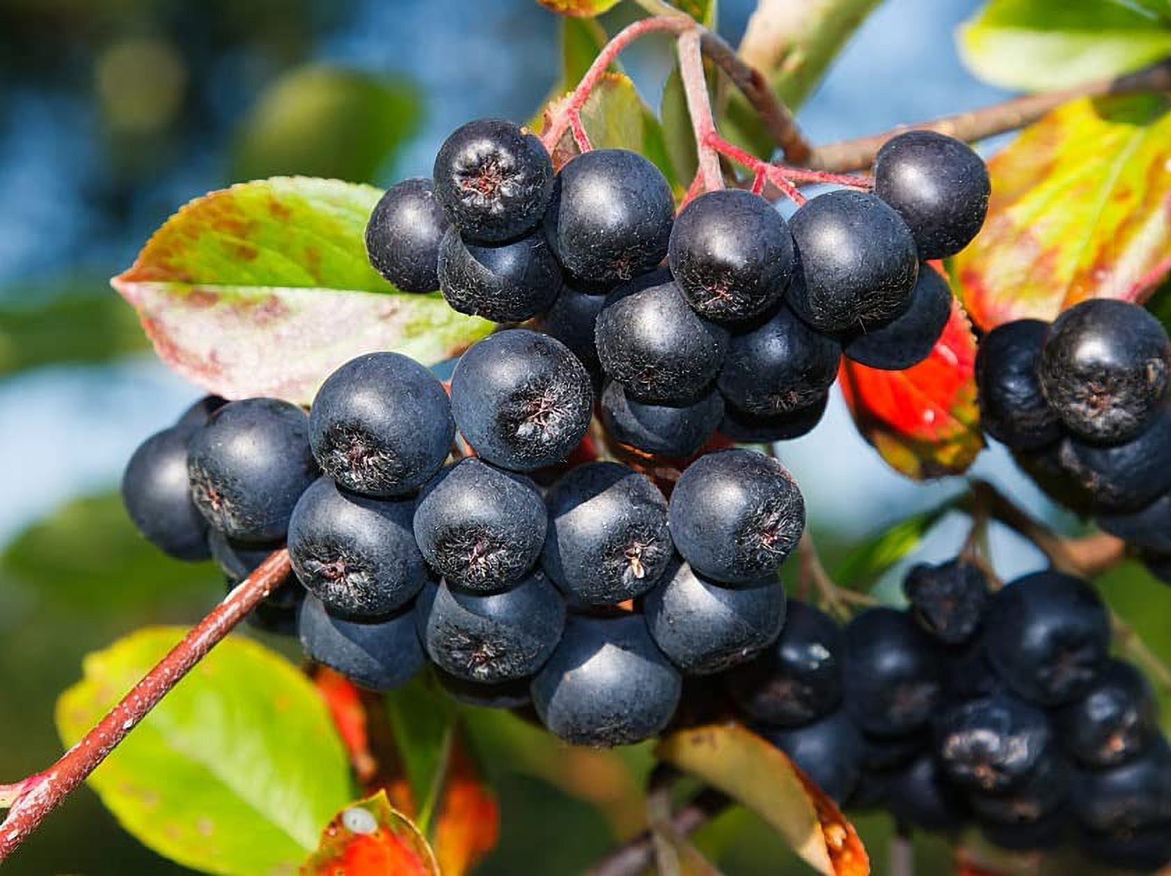 Aronia Berry Bush (Choke Cherry) Seedlings for Planting Live
