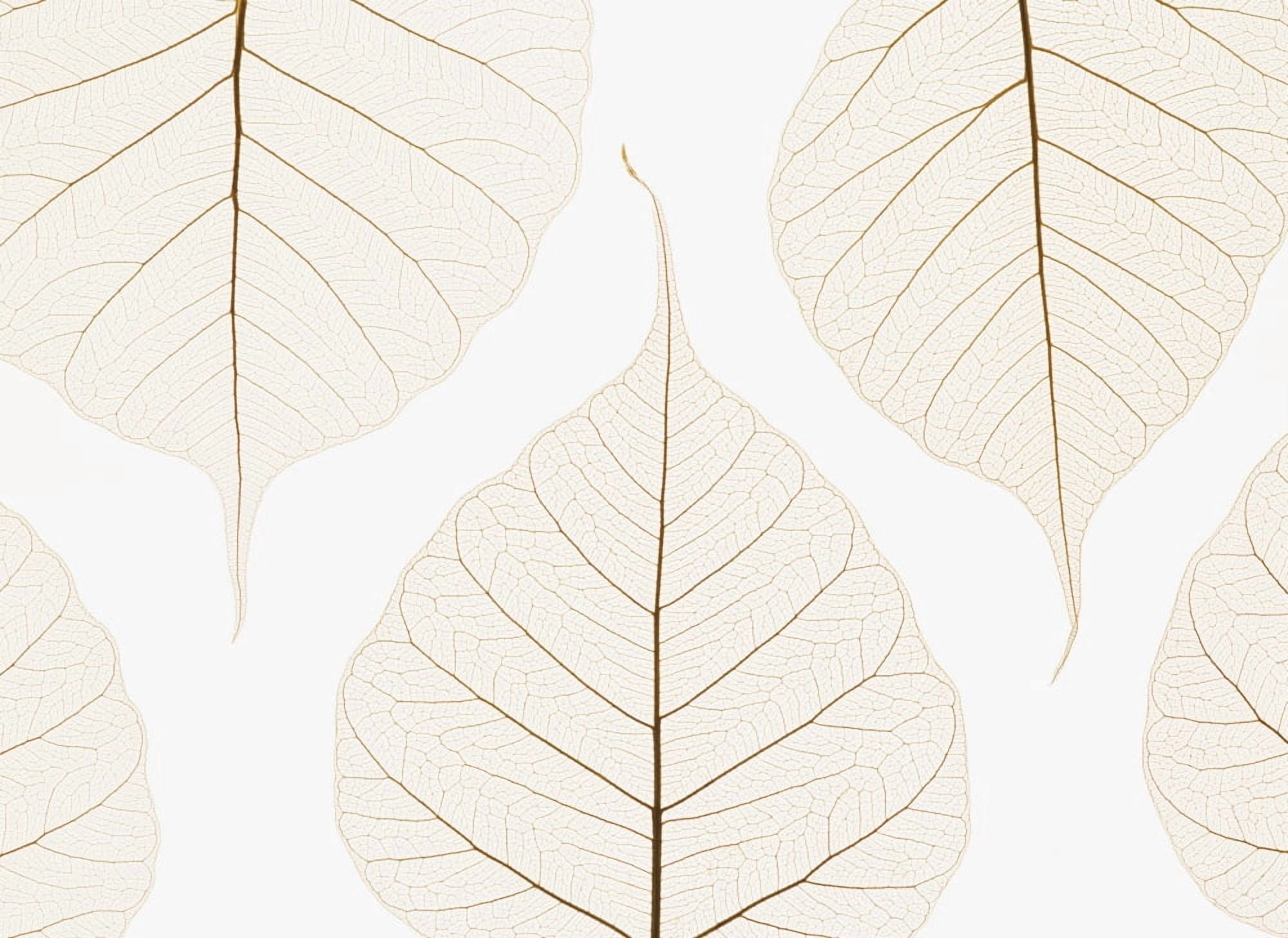 Arranged Leaves Canvas Art - Kelly Redinger Design Pics (17 x 13)