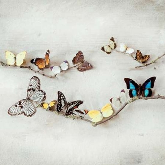 Array of Butterflies Canvas Art - Ian Winstanley (24 x 24)
