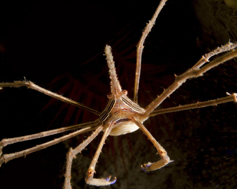 Arrow Crab West Palm Beach Florida Canvas Art - Brent BarnesStocktrek Images (32 x 25)