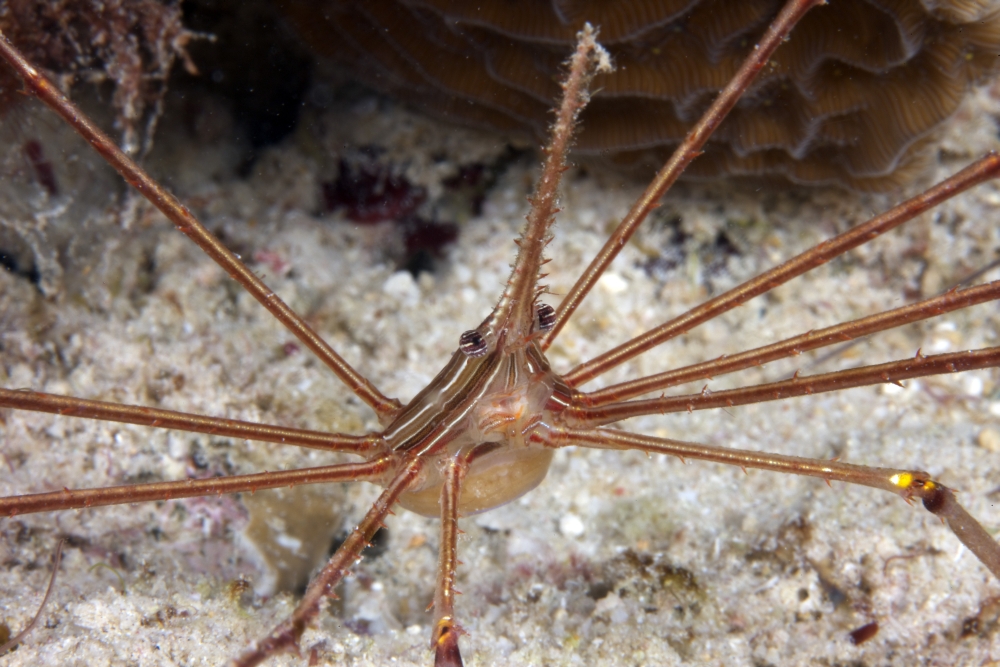 Arrow Crab carries her eggs underneath its abdomen Canvas Art - Terry MooreStocktrek Images (18 x 12)