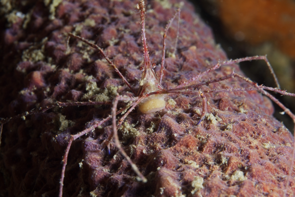 Arrow Crab carries her eggs underneath its abdomen Canvas Art - Terry MooreStocktrek Images (18 x 12)