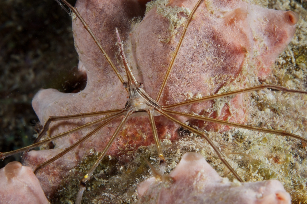 Arrow Crab carries her eggs underneath its abdomen Canvas Art - Terry MooreStocktrek Images (35 x 23)