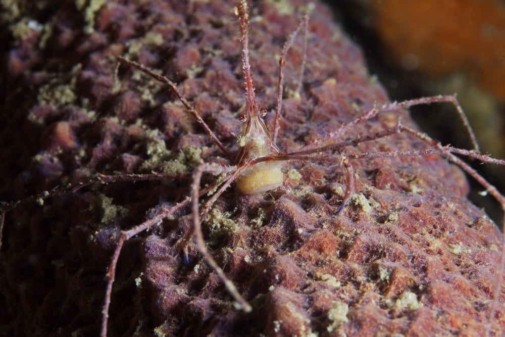 Arrow Crab carries her eggs underneath its abdomen Canvas Art - Terry MooreStocktrek Images (35 x 23)