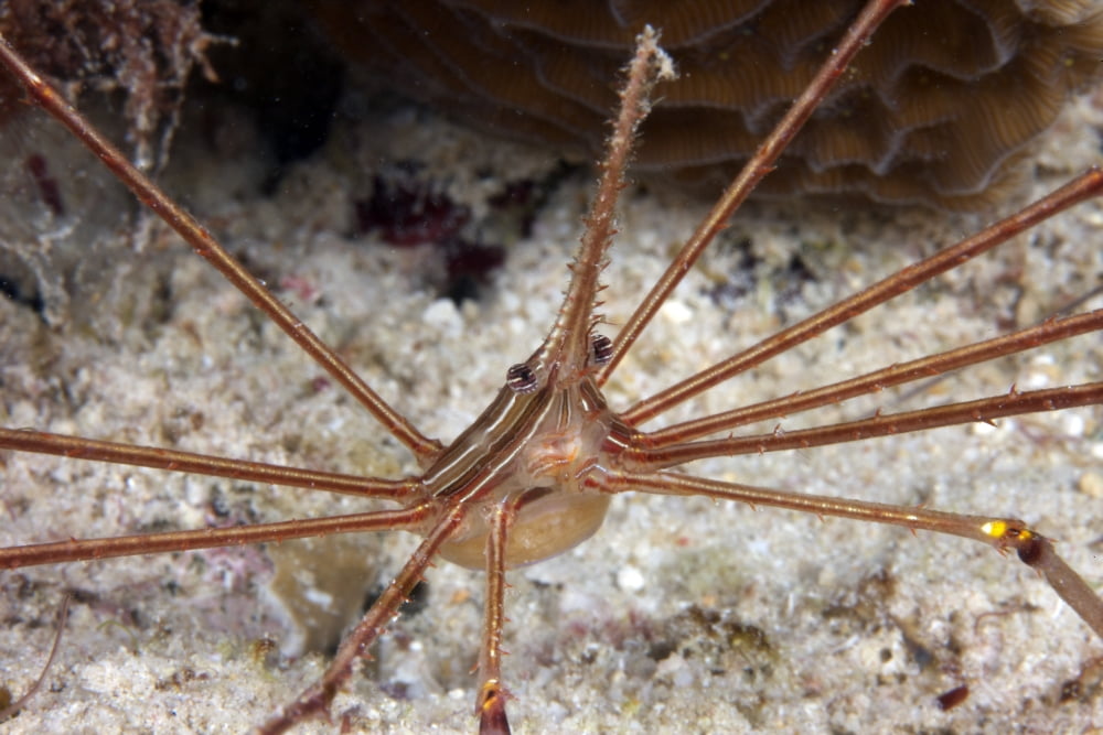 Arrow Crab carries her eggs underneath its abdomen Canvas Art - Terry MooreStocktrek Images (35 x 23)