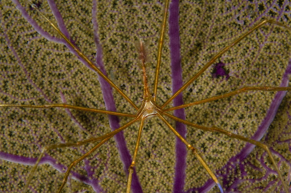 Arrow crab on a sea fan Belize Canvas Art - Todd WinnerStocktrek Images (18 x 12)