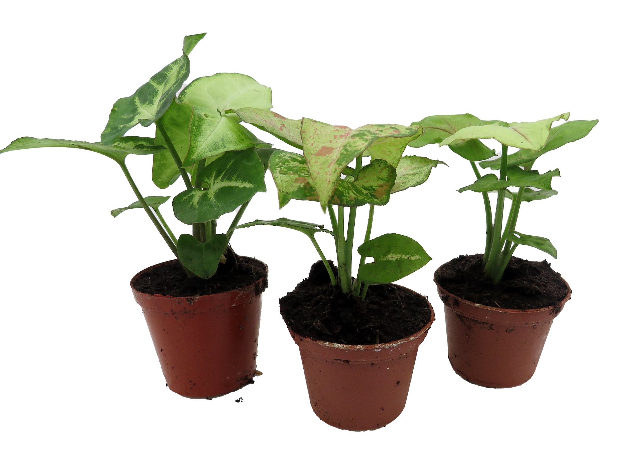 Arrowhead Assortment - 3 Pack in 2" Pots