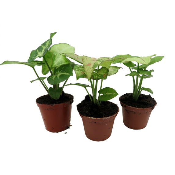Arrowhead Assortment - 3 Pack in 2" Pots
