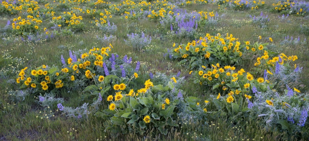 Arrowleaf Balsamroot and Lupines flowers Columbia Hills Oregon USA Canvas Art - Panoramic Images (20 x 9)