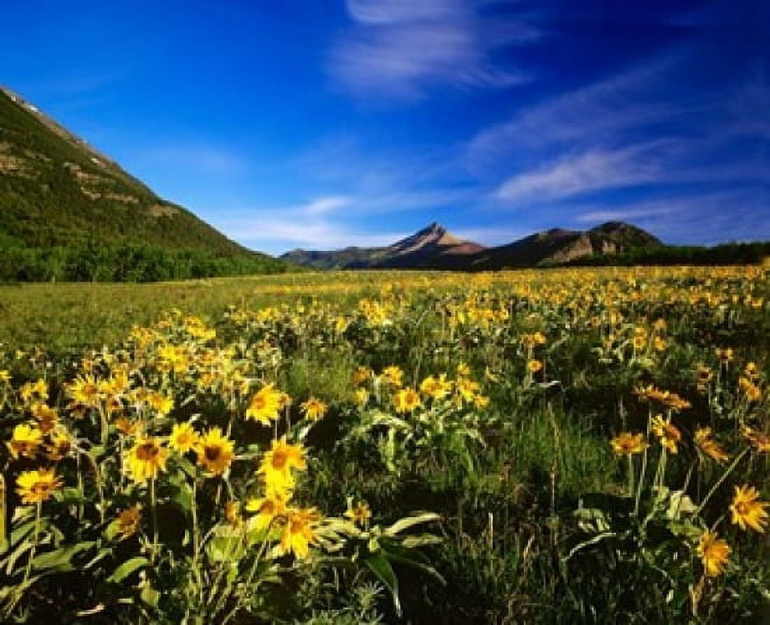 Arrowleaf balsomroot covers the praire Waterton Lakes National Park Alberta Canada Canvas Art - Chuck Haney DanitaDelimont (38 x 31)