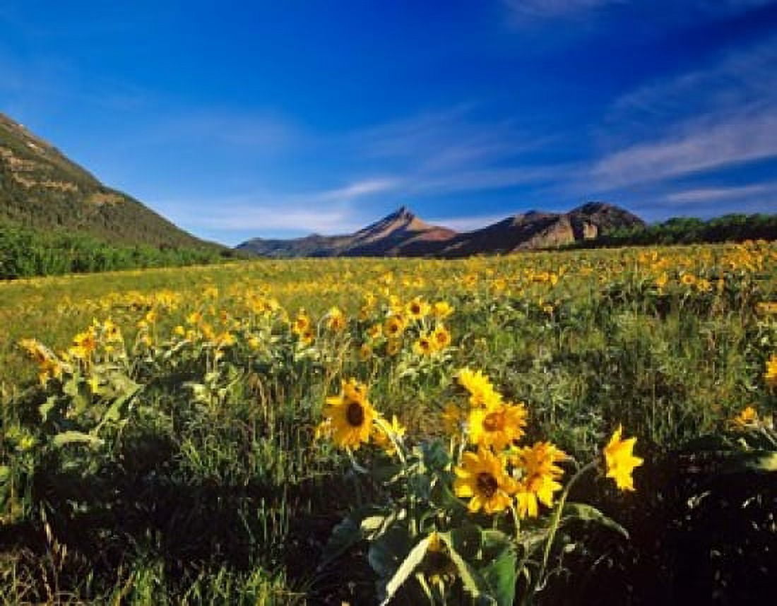Arrowleaf balsomroot flowers Waterton Lakes NP Alberta Canvas Art - Chuck Haney DanitaDelimont (36 x 28)