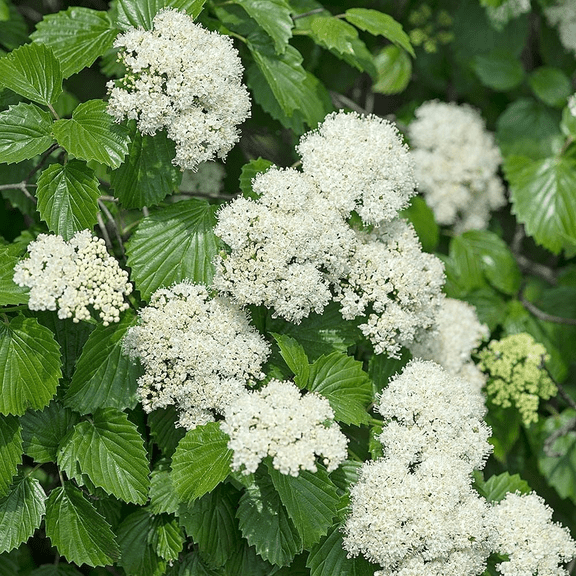 Arrowwood Viburnum Live Plant, Viburnum Dentatum Native Shrub, White Flowering Landscaping Bush, 6-12" Tall, Qt Pot