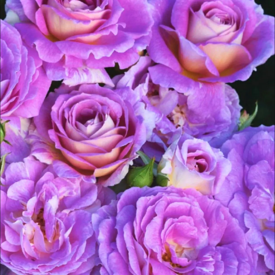 Art Blue Rose Plant Live, Fragrant Hybrid Tea Rose Flowers Well Rooted Plant for Planting Indoor Outdoor, 4 to 8 Inch Tall, Ship No Pot