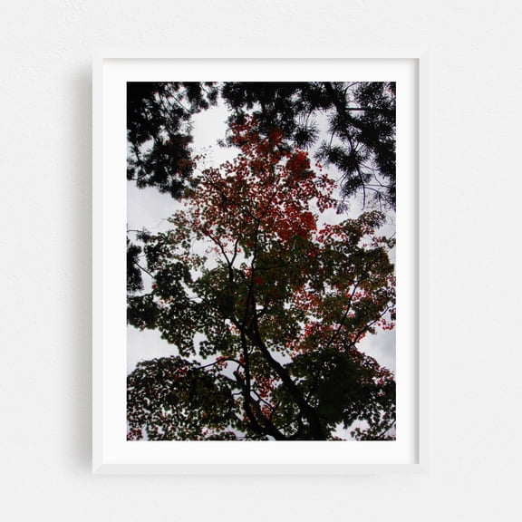 Art Drops in the Air - Japan Photography Forest Autumn Nature Woodland Scenic Botanical White Framed Wall Art Print 9 x 12 inches