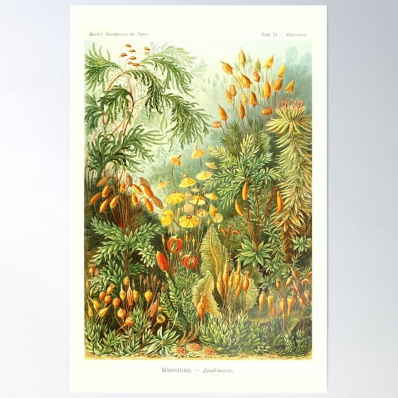 Art Form Of Nature_Vintage Poster Wall Art, Modern Wall Decor For Living Room Bedroom, 8x12 UNFRAMED