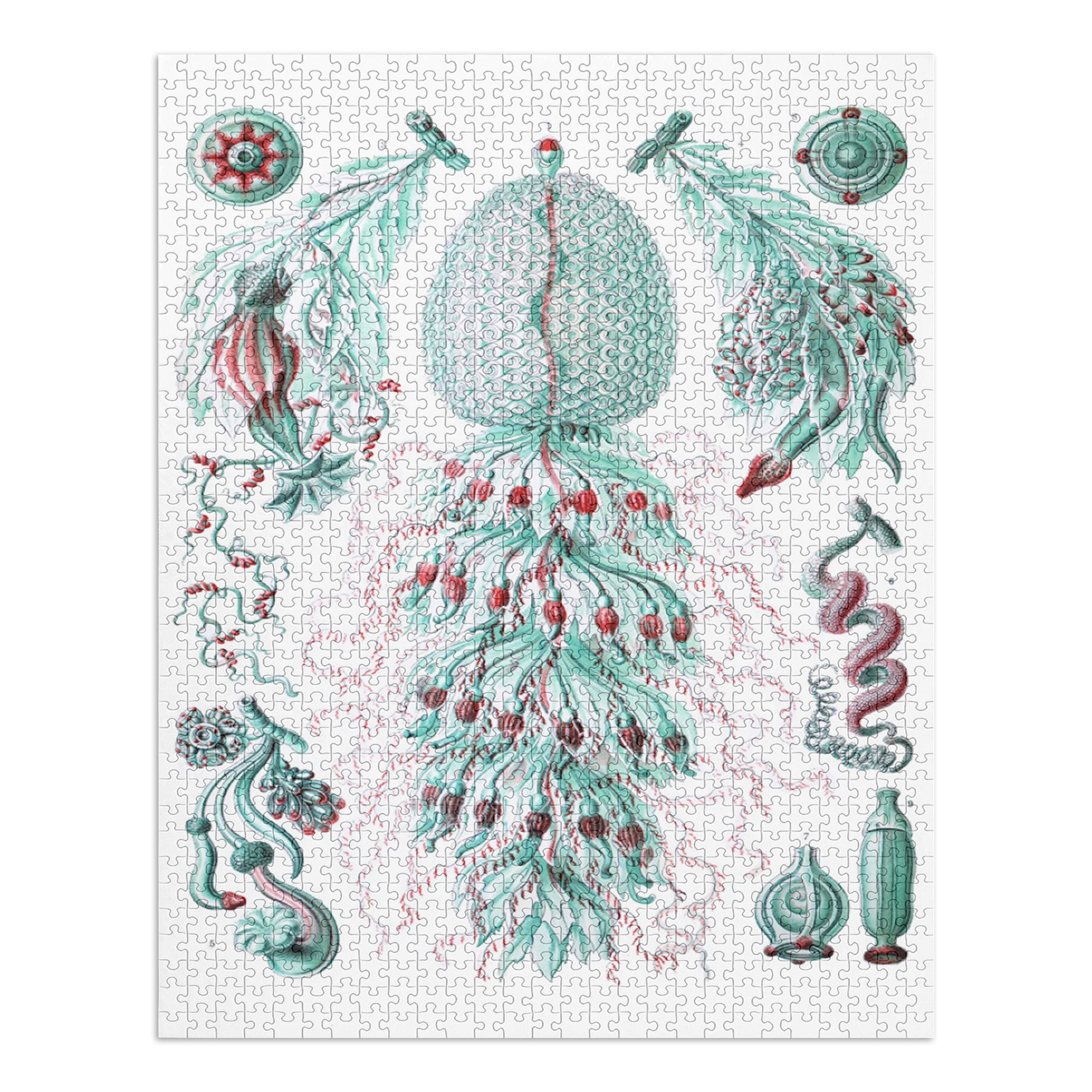 Puzzle de imaginación Ernst Haeckel: Muscinae (1000 piezas