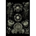 thumbnail image 1 of Art Forms of Nature, Ascomycetes (Fungus), Ernst Haeckel Artwork (9x12 Wall Art Print, Home Decor), 1 of 3
