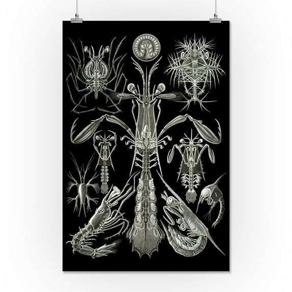 Art Forms of Nature - Thoracostrca (Custraceans) - Ernst Haeckel Artwork (16x24 Giclee Gallery Print, Wall Decor Travel Poster)