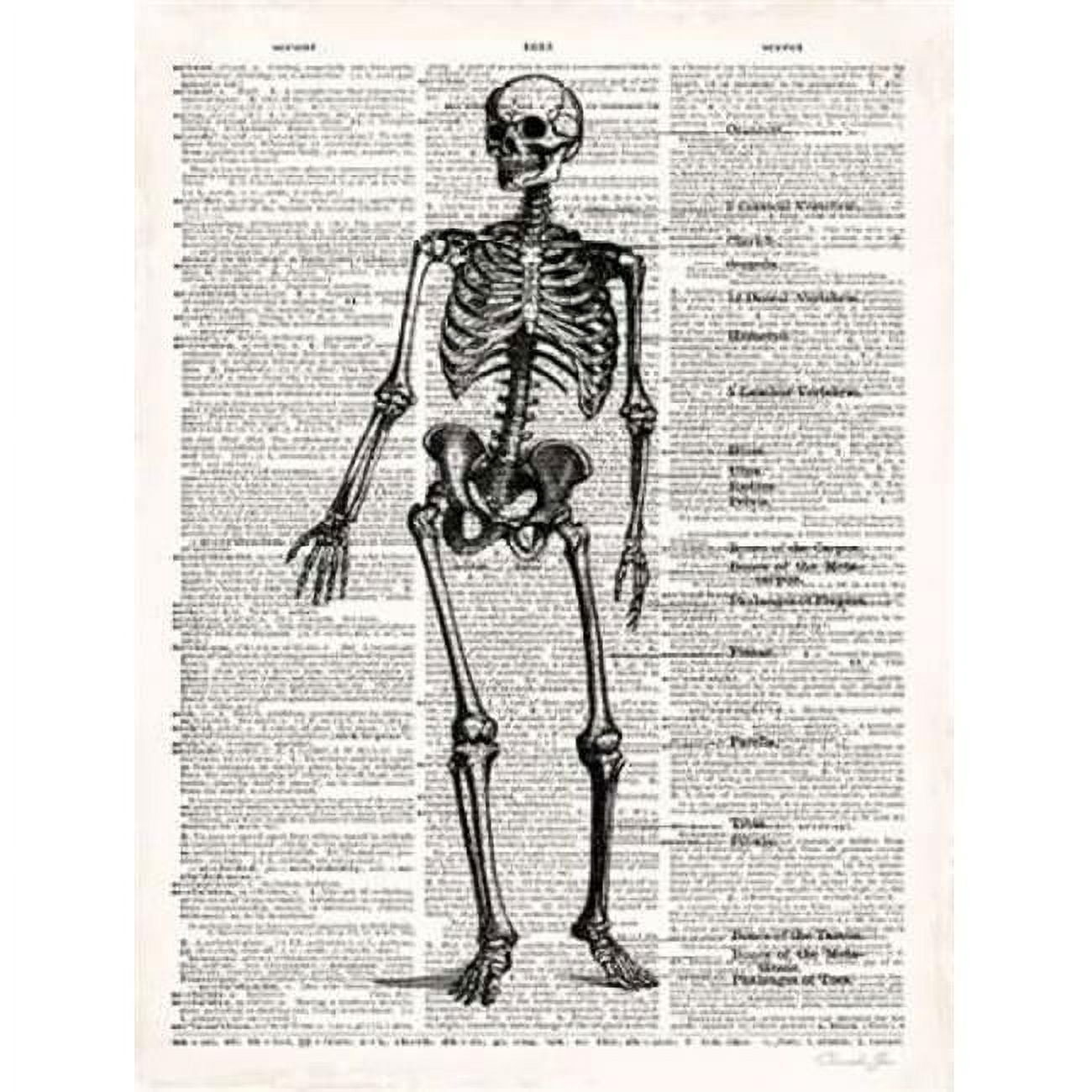 Art In Motion Vintage Anatomy Skeleton Poster Print by Christopher ...