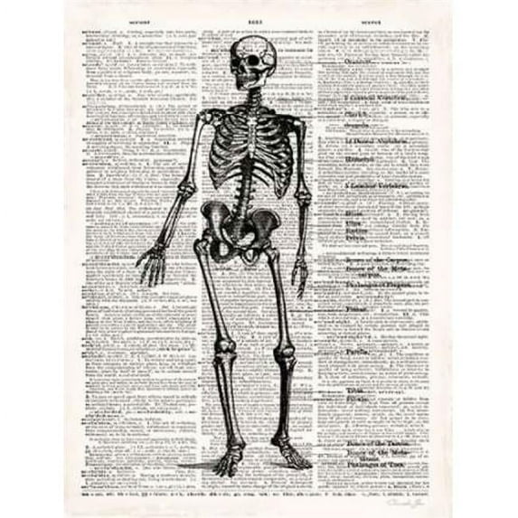 Art In Motion  Vintage Anatomy Skeleton Poster Print by Christopher James - Small