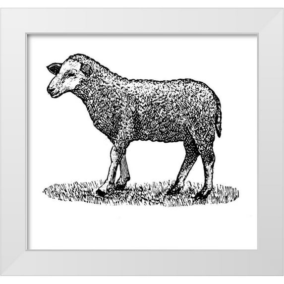 Art Licensing Studio 13x12 White Modern Wood Framed Museum Art Print Titled - Little Ewe
