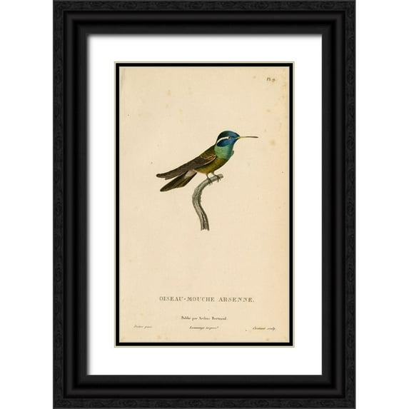 Art Licensing Studio 13x18 Black Ornate Wood Framed with Double Matting Museum Art Print Titled - Oiseau-Mouche Arsenne