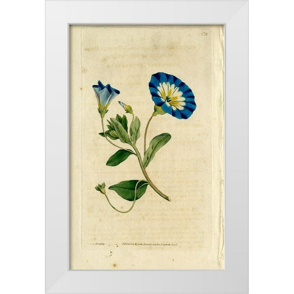 Art Licensing Studio 17x24 White Modern Wood Framed Museum Art Print Titled - Blue Flower