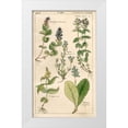 thumbnail image 1 of Art Licensing Studio 21x32 White Modern Wood Framed Museum Art Print Titled - Scrophularineae, 1 of 4