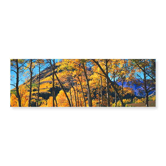 Art Print (Unframed), Aspen trees in autumn with mountain in the backgro by Panoramic Images, 24" x 8"