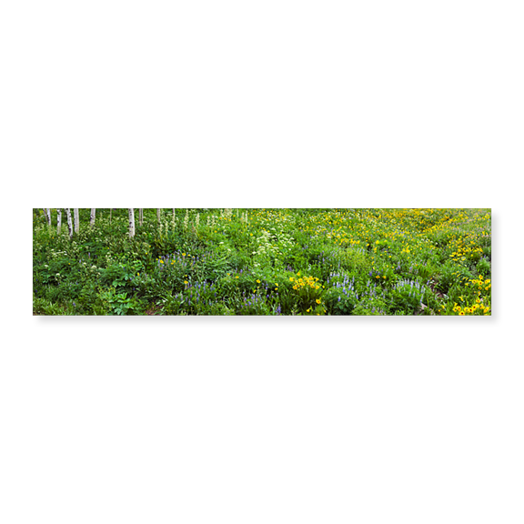 Art Print (Unframed), AspenTrees and Wildflowers by Panoramic Images, 36" x 12"