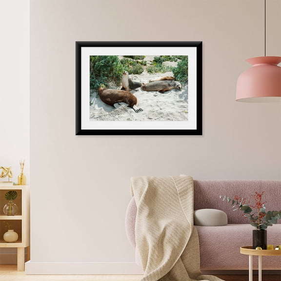 Art Print (Unframed), Australian Sea Lions (Neophoca cinerea) resting in sand by Panoramic Images, 18" x 24"