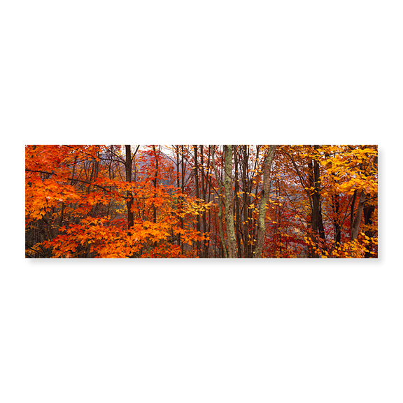 Art Print (Unframed), Autumn trees in Great Smoky Mountains National Par by Panoramic Images, 24" x 8"