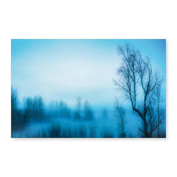 Art Print (Unframed), Bare Trees in the Mist by Don Schwartz, 16" x 20"