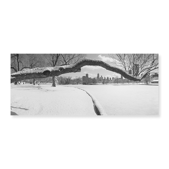 Art Print (Unframed), Bare trees in a park by Panoramic Images, 10" x 16"