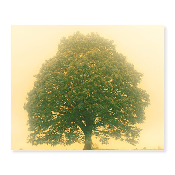 Art Print (Unframed), Big Tree In Early Morning Mist by Panoramic Images, 16" x 20"
