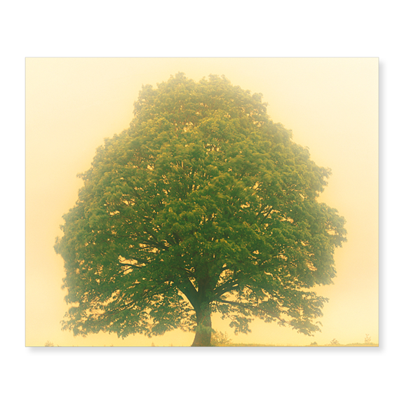 Art Print (Unframed), Big Tree In Early Morning Mist by Panoramic Images, 18" x 24"