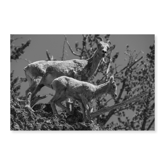 Art Print (Unframed), Bighorn Sheep, Mount Washburn, Yellowstone National Park by Neal Herbert, 16" x 20"