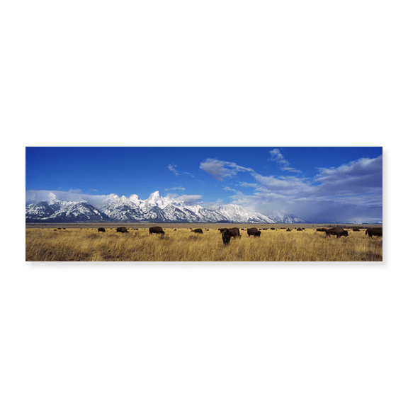 Art Print (Unframed), Bison Herd by Panoramic Images, 24" x 8"