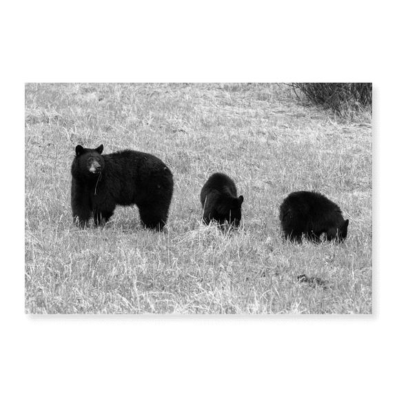 Art Print (Unframed), Blackbear Sow and Cubs, Yellowstone National Park by Corrie Frank, 16" x 20"