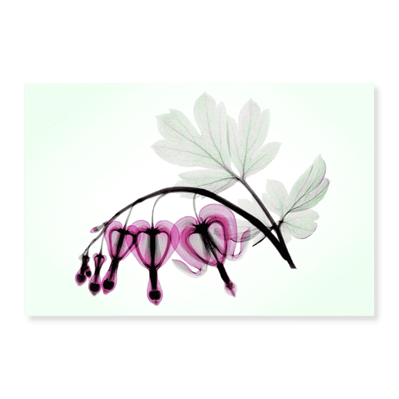 Art Print (Unframed), Bleeding Heart by Susan Friedman, 18" x 24"