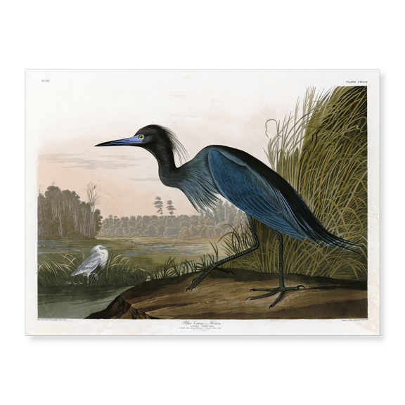 Art Print (Unframed), Blue Crane by Stellar Design Studio, 16" x 20"