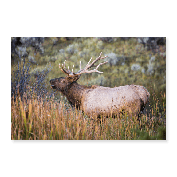 Art Print (Unframed), Bugling Elk, Mammoth Hot Springs, Yellowstone National Park by The Yellowstone Collection, 16" x 20"