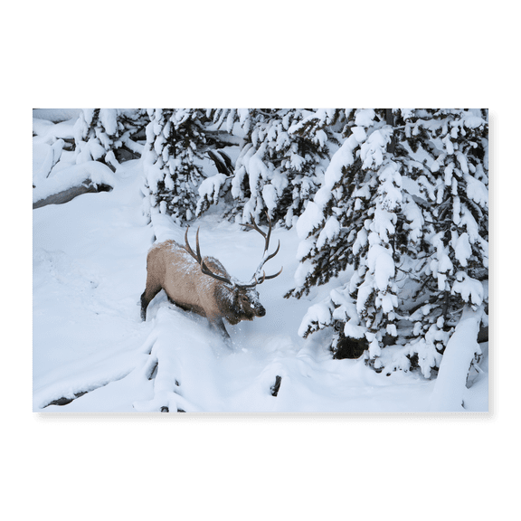 Art Print (Unframed), Bull Elk by Obsidian Creek, Yellowstone National Park by Jim Peaco, 16" x 20"